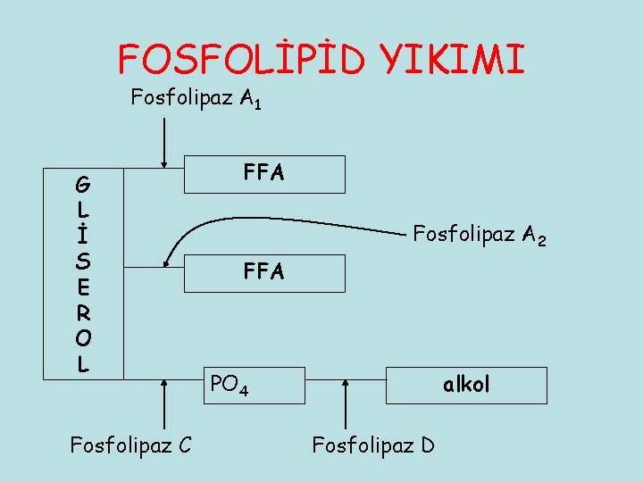 FOSFOLİPİD YIKIMI Fosfolipaz A 1 G L İ S E R O L Fosfolipaz