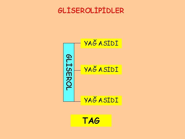 GLİSEROLİPİDLER YAĞ ASİDİ GLİSEROL YAĞ ASİDİ TAG 