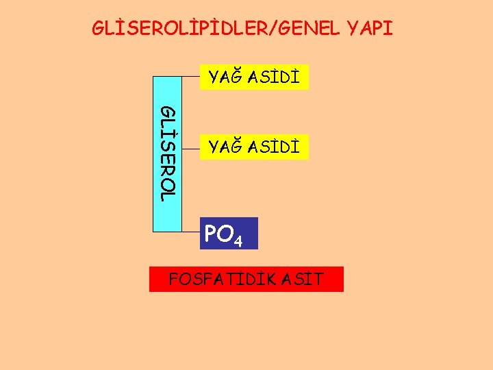GLİSEROLİPİDLER/GENEL YAPI YAĞ ASİDİ GLİSEROL YAĞ ASİDİ PO 4 FOSFATİDİK ASİT 
