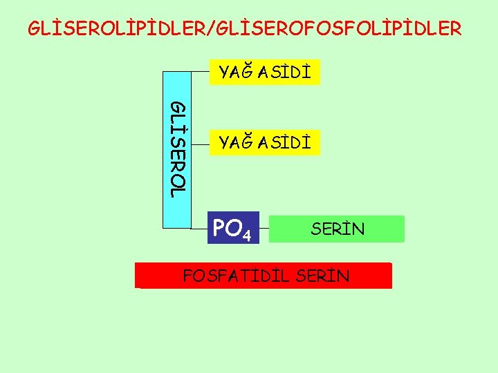 GLİSEROLİPİDLER/GLİSEROFOSFOLİPİDLER YAĞ ASİDİ GLİSEROL YAĞ ASİDİ PO 4 KOLİN İNOZİTOL GLİSEROL SERİN ETANOLAMİN FOSFATİDİL