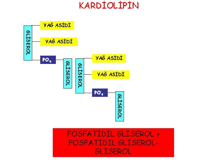 KARDİOLİPİN YAĞ ASİDİ GLİSEROL PO 4 YAĞ ASİDİ GLİSEROL PO 4 FOSFATİDİL GLİSEROL +