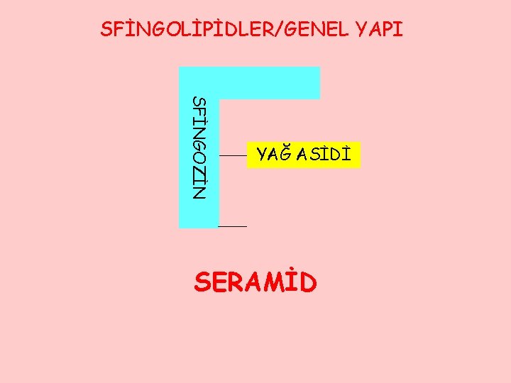 SFİNGOLİPİDLER/GENEL YAPI SFİNGOZİN YAĞ ASİDİ SERAMİD 