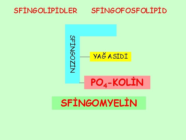 SFİNGOLİPİDLER SFİNGOFOSFOLİPİD SFİNGOZİN YAĞ ASİDİ PO 4 -KOLİN SFİNGOMYELİN SERAMİD 