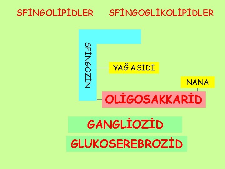 SFİNGOLİPİDLER SFİNGOGLİKOLİPİDLER SFİNGOZİN YAĞ ASİDİ NANA OLİGOSAKKARİD GLUKOZ GANGLİOZİD GLOBOSİD SEREBROZİD SERAMİD GLUKOSEREBROZİD 