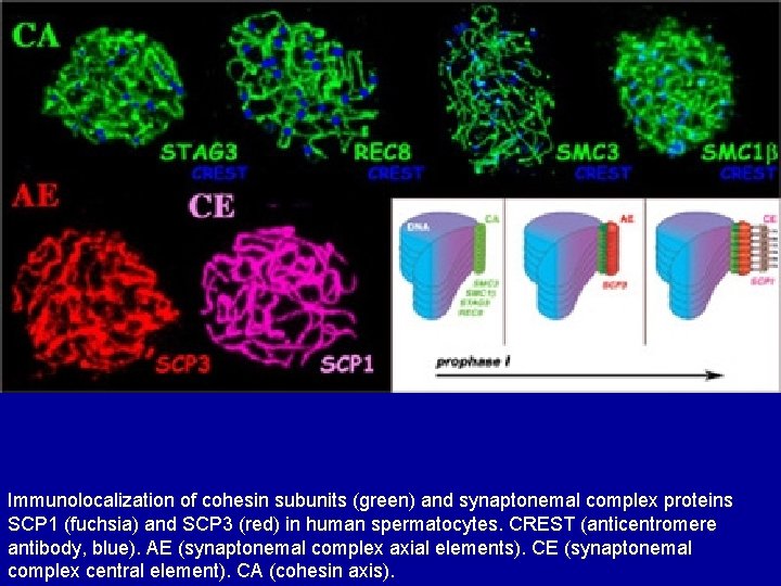 Immunolocalization of cohesin subunits (green) and synaptonemal complex proteins SCP 1 (fuchsia) and SCP