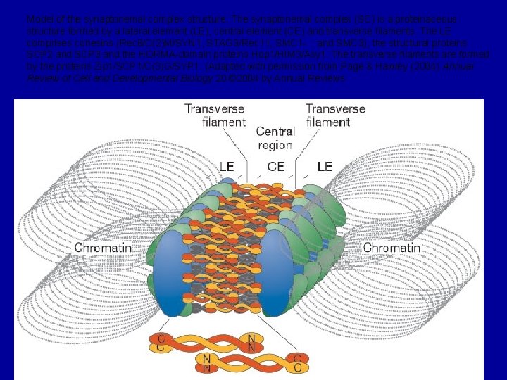 Model of the synaptonemal complex structure. The synaptonemal complex (SC) is a proteinaceous structure