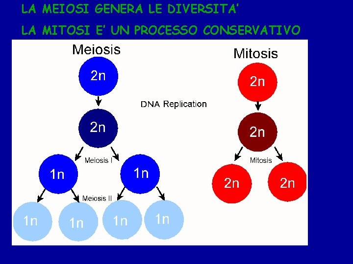 LA MEIOSI GENERA LE DIVERSITA’ LA MITOSI E’ UN PROCESSO CONSERVATIVO 