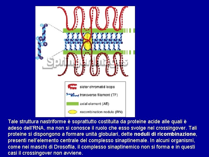 Tale struttura nastriforme è soprattutto costituita da proteine acide alle quali è adeso dell’RNA,