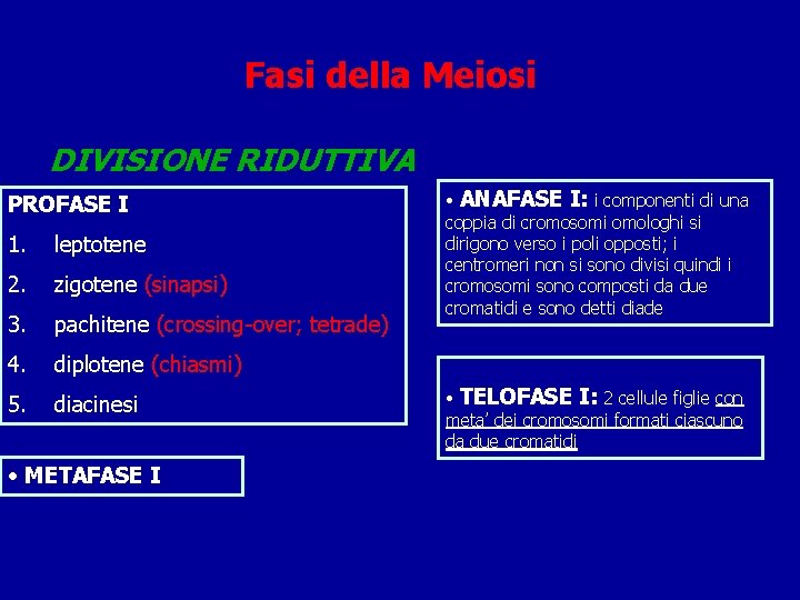 Fasi della Meiosi DIVISIONE RIDUTTIVA PROFASE I 1. leptotene 2. zigotene (sinapsi) 3. pachitene