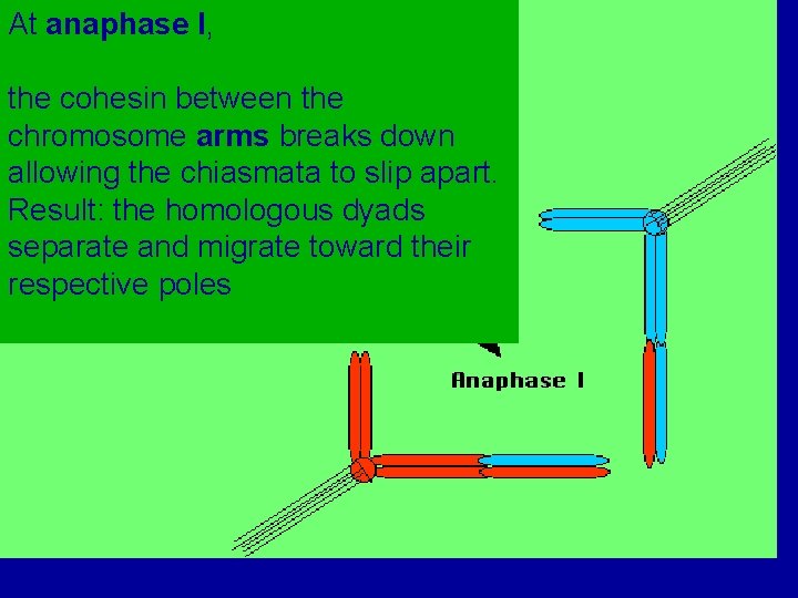 At anaphase I, the cohesin between the chromosome arms breaks down allowing the chiasmata