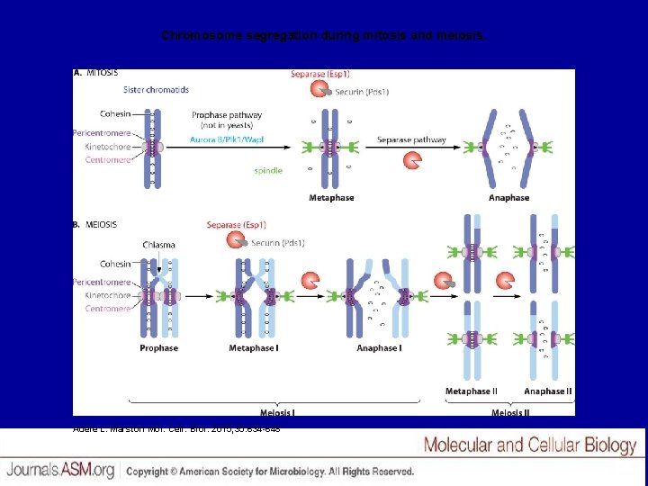 Chromosome segregation during mitosis and meiosis. Adele L. Marston Mol. Cell. Biol. 2015; 35: