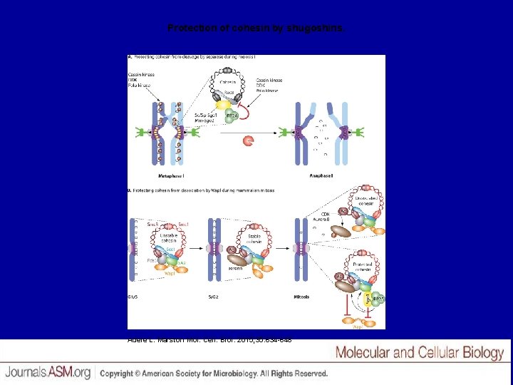 Protection of cohesin by shugoshins. Adele L. Marston Mol. Cell. Biol. 2015; 35: 634