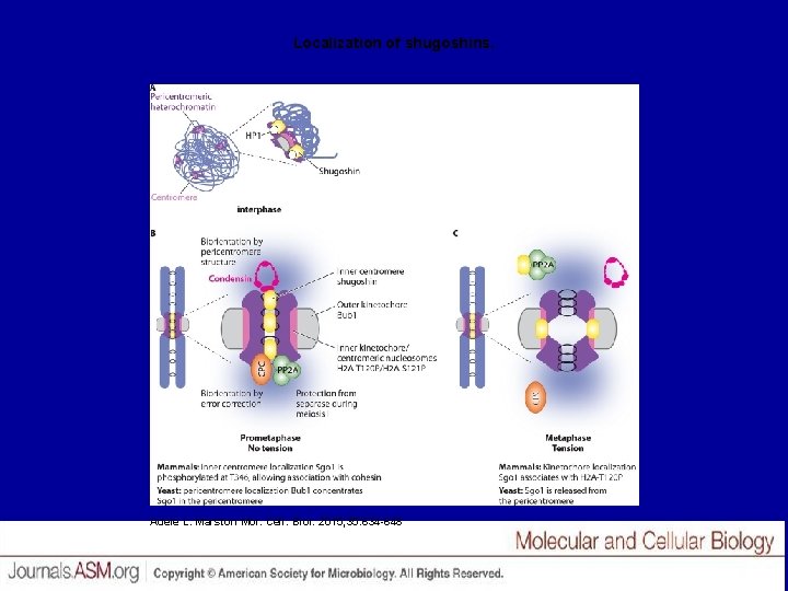 Localization of shugoshins. Adele L. Marston Mol. Cell. Biol. 2015; 35: 634 -648 