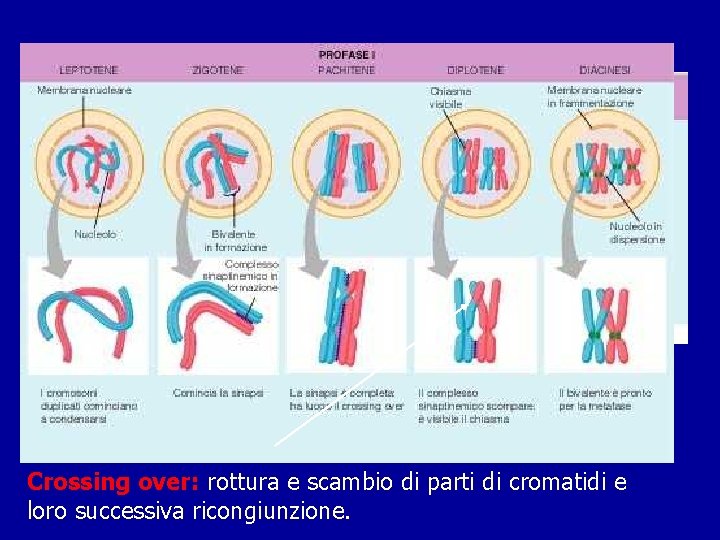 Crossing over: rottura e scambio di parti di cromatidi e loro successiva ricongiunzione. 