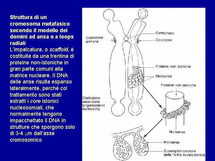 Struttura di un cromosoma metafasico secondo il modello dei domini ad ansa o a