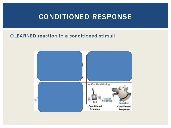 CONDITIONED RESPONSE LEARNED reaction to a conditioned stimuli 