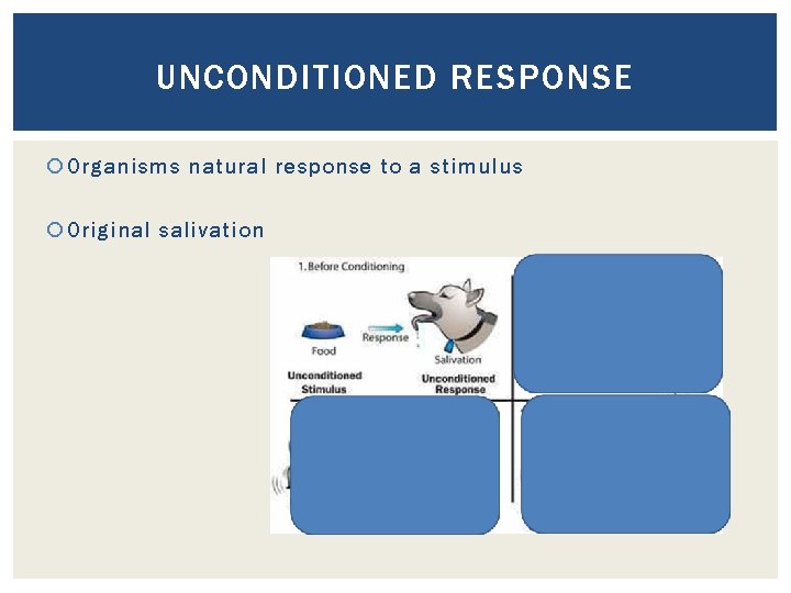 UNCONDITIONED RESPONSE Organisms natural response to a stimulus Original salivation 