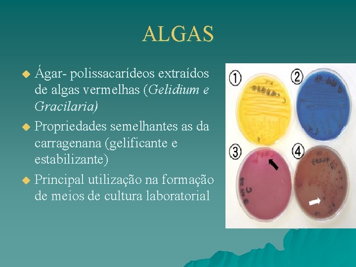ALGAS Ágar- polissacarídeos extraídos de algas vermelhas (Gelidium e Gracilaria) u Propriedades semelhantes as