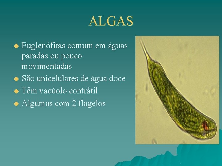 ALGAS Euglenófitas comum em águas paradas ou pouco movimentadas u São unicelulares de água