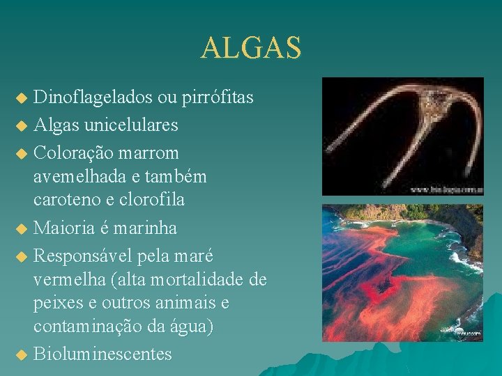 ALGAS Dinoflagelados ou pirrófitas u Algas unicelulares u Coloração marrom avemelhada e também caroteno