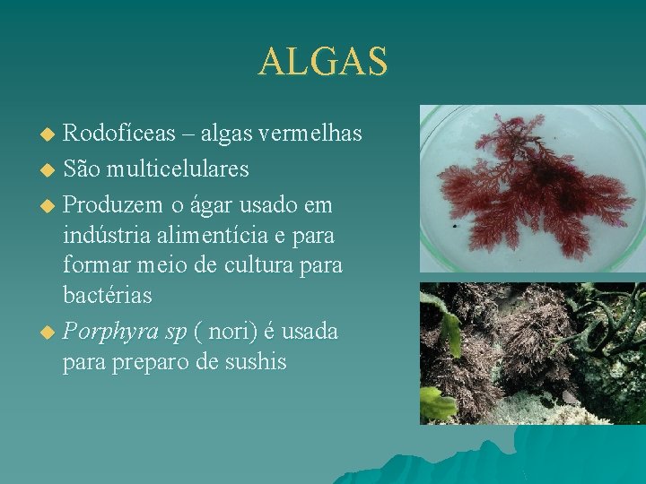 ALGAS Rodofíceas – algas vermelhas u São multicelulares u Produzem o ágar usado em