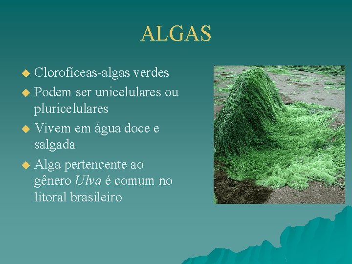 ALGAS Clorofíceas-algas verdes u Podem ser unicelulares ou pluricelulares u Vivem em água doce