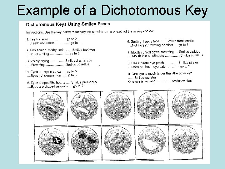 Example of a Dichotomous Key 