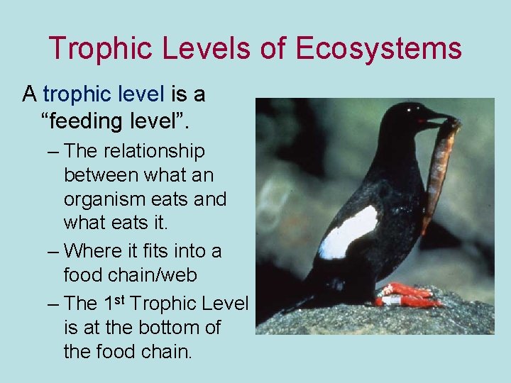 Trophic Levels of Ecosystems A trophic level is a “feeding level”. – The relationship