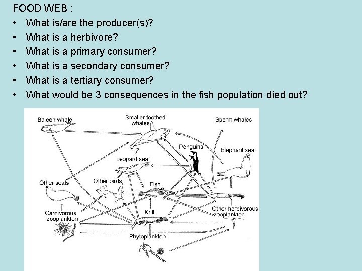 FOOD WEB : • What is/are the producer(s)? • What is a herbivore? •