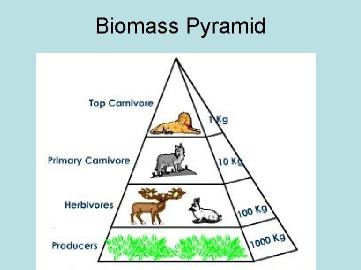 Biomass Pyramid 