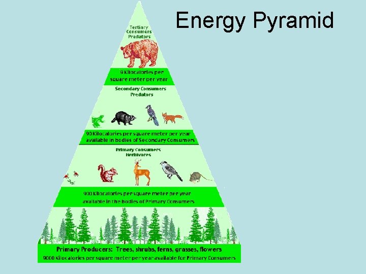 Energy Pyramid 