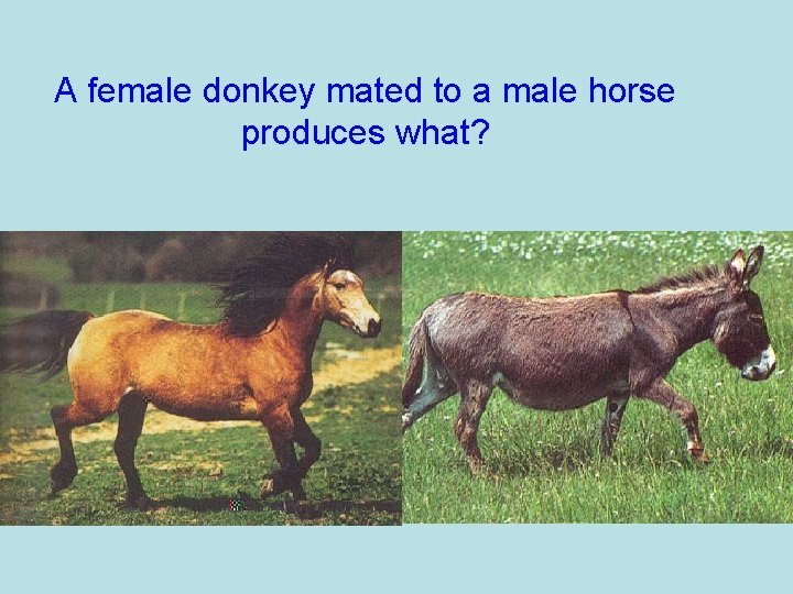 A female donkey mated to a male horse produces what? 