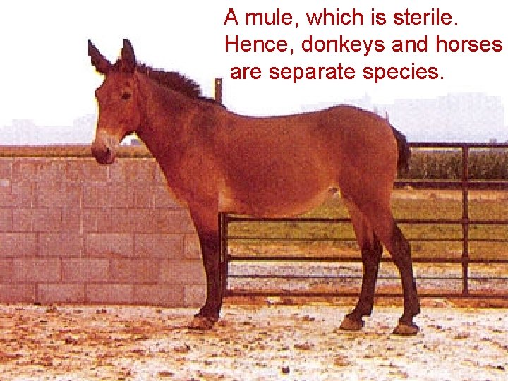 A mule, which is sterile. Hence, donkeys and horses are separate species. 