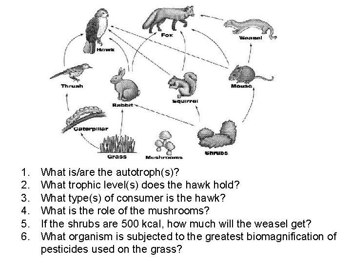 1. 2. 3. 4. 5. 6. What is/are the autotroph(s)? What trophic level(s) does