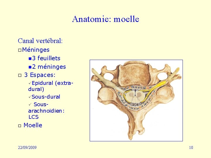 Anatomie: moelle Canal vertébral: p. Méninges n 3 p feuillets n 2 méninges 3