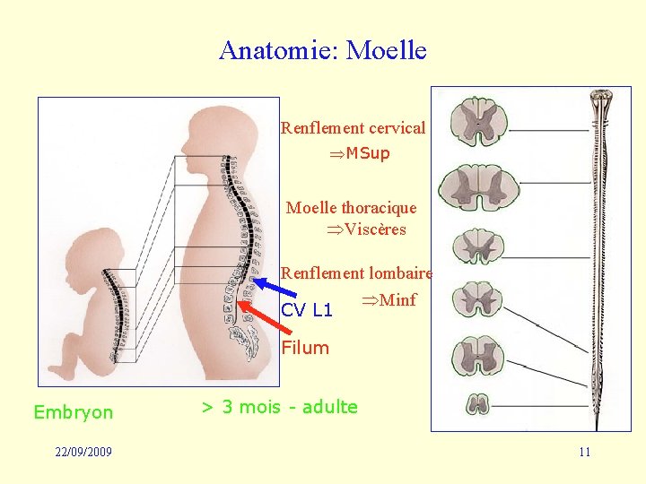 Anatomie: Moelle Renflement cervical MSup Moelle thoracique Viscères Renflement lombaire CV L 1 Minf