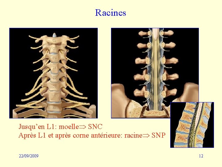 Racines Jusqu’en L 1: moelle SNC Après L 1 et après corne antérieure: racine