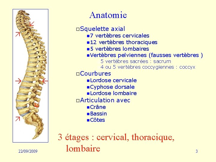 Anatomie p. Squelette n 7 axial vertèbres cervicales n 12 vertèbres thoraciques n 5