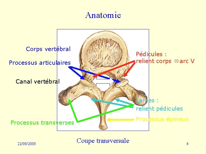 Anatomie Corps vertébral Pédicules : relient corps arc V Processus articulaires Canal vertébral Lames