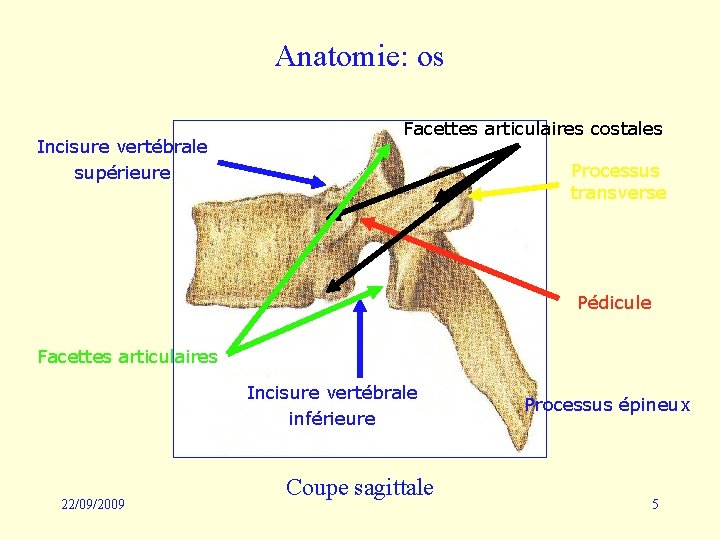 Anatomie: os Incisure vertébrale supérieure Facettes articulaires costales Processus transverse Pédicule Facettes articulaires Incisure