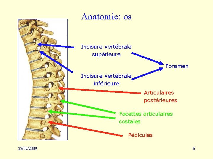 Anatomie: os Incisure vertébrale supérieure Foramen Incisure vertébrale inférieure Articulaires postérieures Facettes articulaires costales
