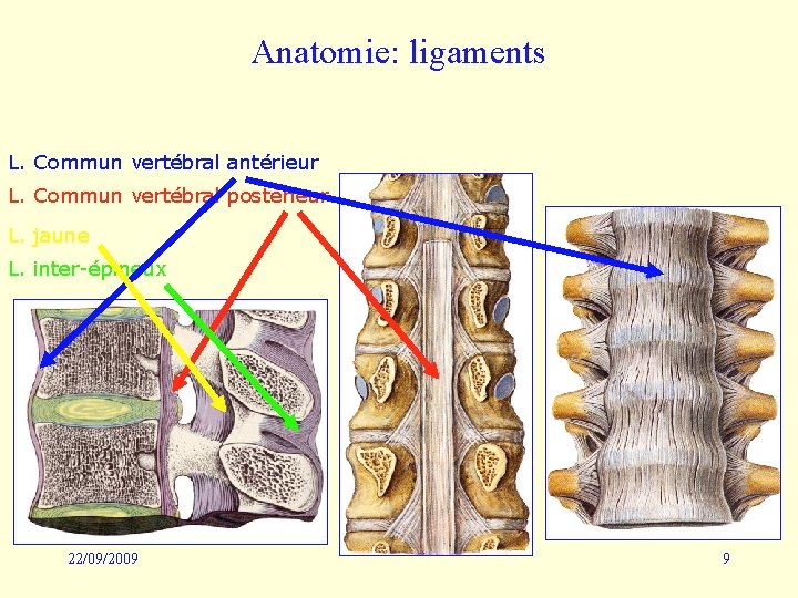 Anatomie: ligaments L. Commun vertébral antérieur L. Commun vertébral postérieur L. jaune L. inter-épineux