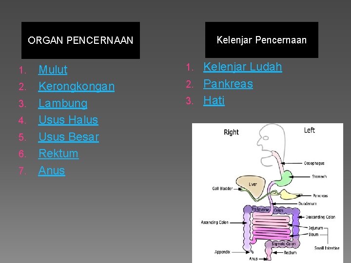 Kelenjar Pencernaan ORGAN PENCERNAAN 1. 2. 3. 4. 5. 6. 7. Mulut Kerongkongan Lambung