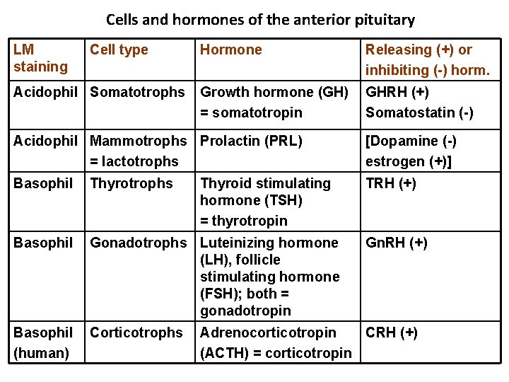 Cells and hormones of the anterior pituitary LM staining Cell type Acidophil Somatotrophs Hormone
