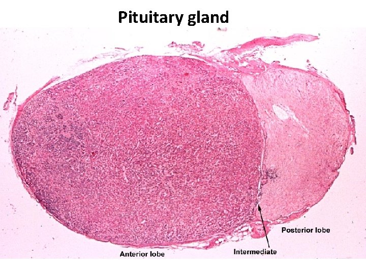 Pituitary gland 