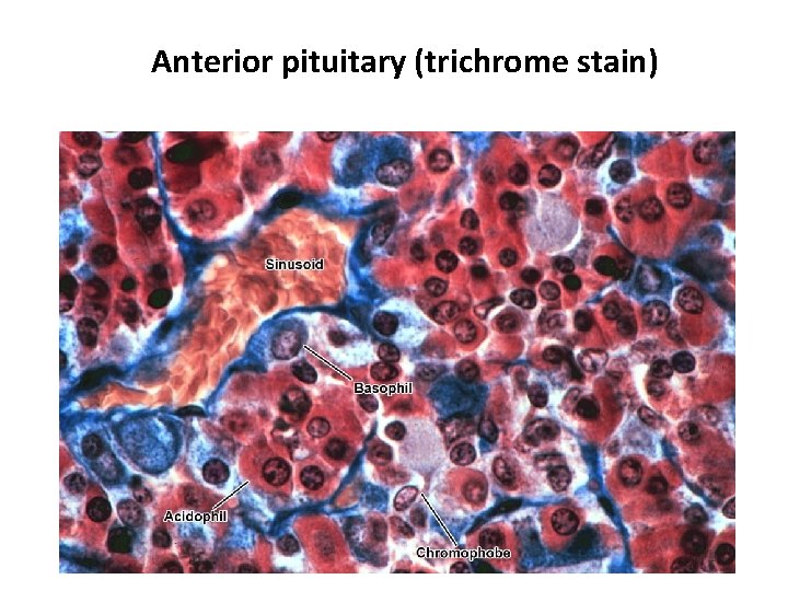 Anterior pituitary (trichrome stain) 