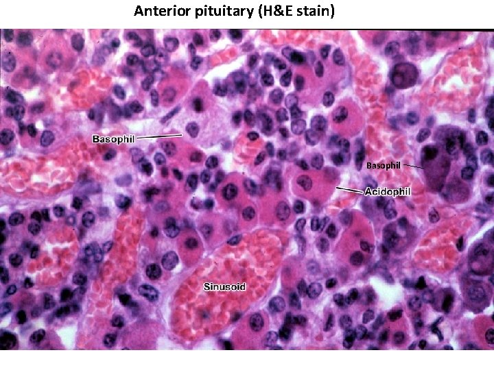 Anterior pituitary (H&E stain) Basophil 