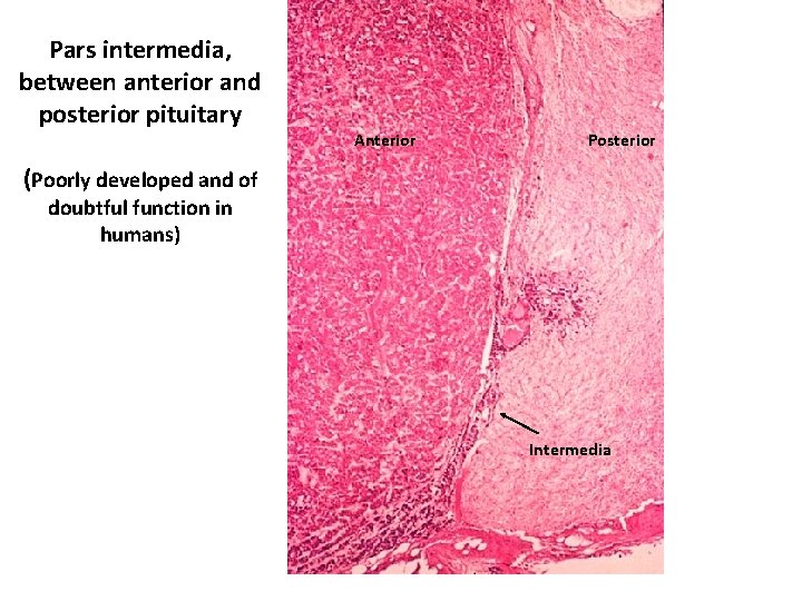 Pars intermedia, between anterior and posterior pituitary Anterior Posterior (Poorly developed and of doubtful