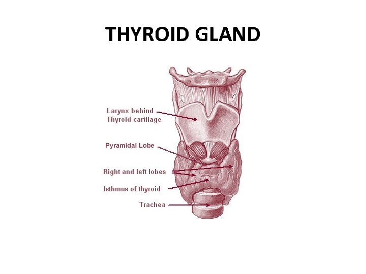 THYROID GLAND 