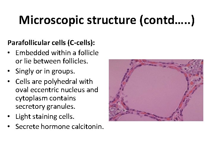 Microscopic structure (contd…. . ) Parafollicular cells (C-cells): • Embedded within a follicle or